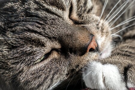Animal cat claw