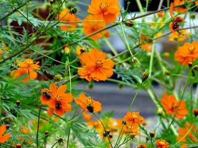 Beautiful Flowers bloom blooming photo