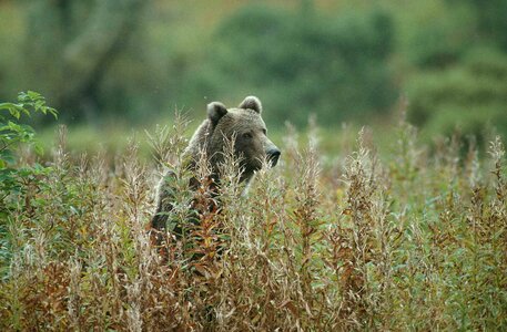 Bear brown brown bear