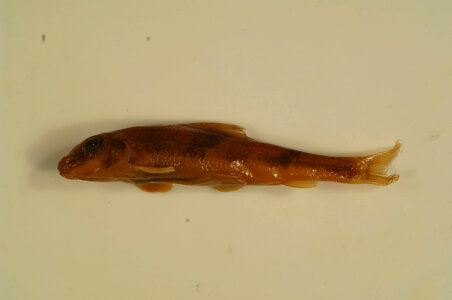 Hypentelium nigricans-2