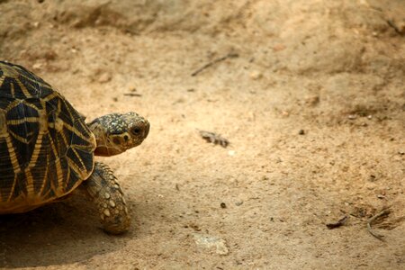 Wildlife reptile shell
