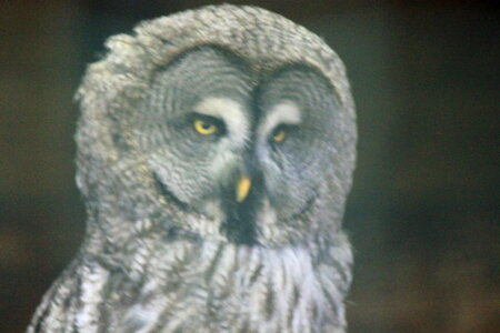 Dizzy owl photo