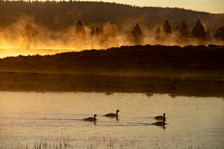 Ducks, Yellowstone National Park