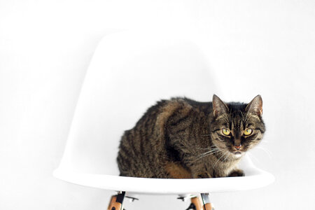 Gray Tabby Cat Sitting on White Chair on Light Background photo