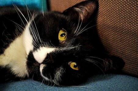 Animal pet cute