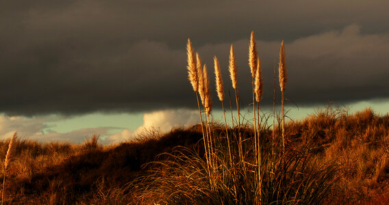 Grass and a Dark Sky photo