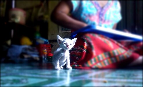 Young pet cat