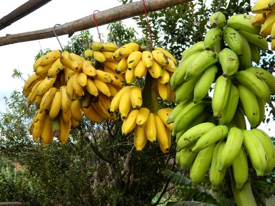Bunch of bananas banana trade on the road photo