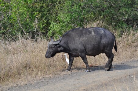 Water buffalo nature south africa photo