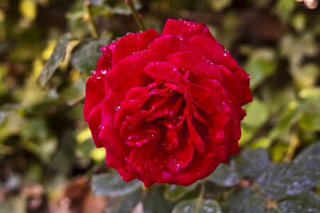 Beautiful beautiful flowers biology