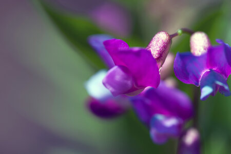 spring flowers photo