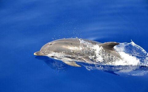 Dolphin swimming blue