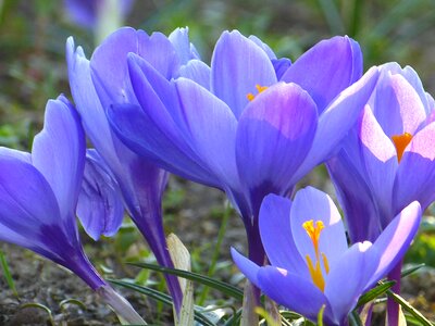 Flower spring purple