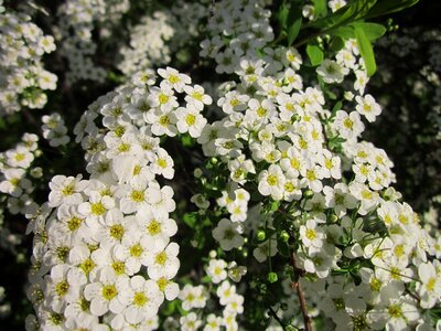 Spring flora botany