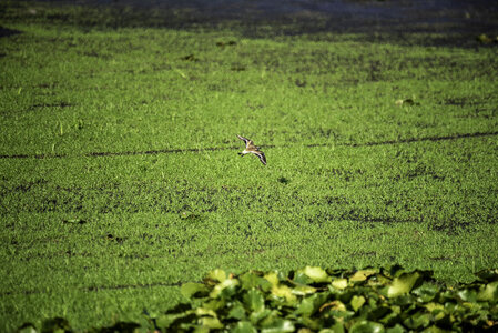 Killdeer flying over the swamp photo
