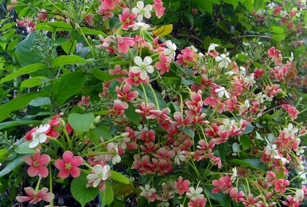 Flower flora combretum indicum photo