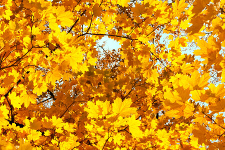 Autumn leaves photo