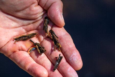Caddisfly