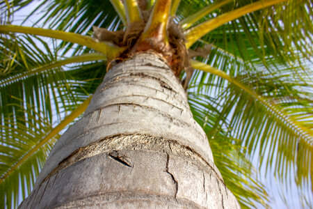 Below Bottom View of Branches of a Palm Tree Top photo