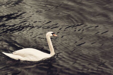 Elegance lake water