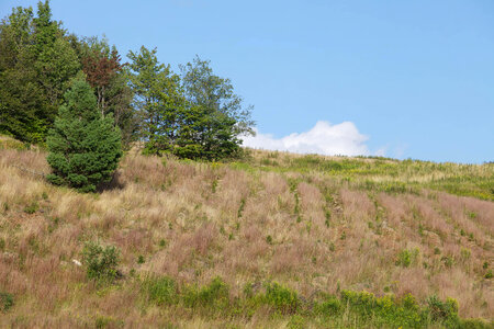 Red spruce restoration scenic-2 photo