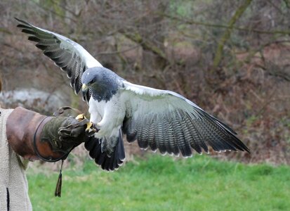 Falconry predator eagle photo
