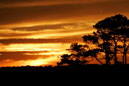 Sunset with tree silhouettes photo