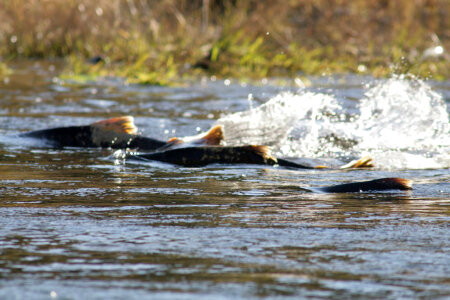 Chinook Salmon-3 photo
