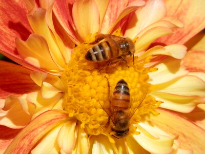 Pollination orange flower orange bee