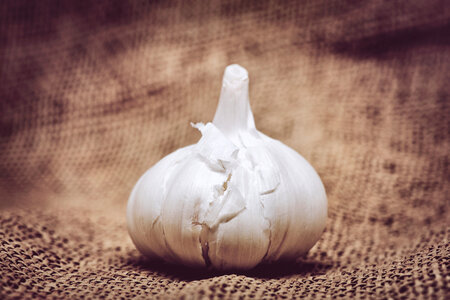 Garlic on burlap background photo