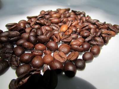 Roasted coffee beans dharwad india
