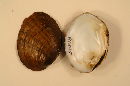 Ortmanniana ligamentina-3