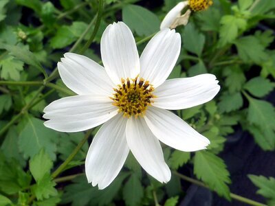 Nature flower white