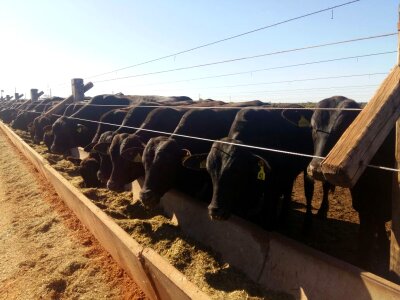 cattle eating