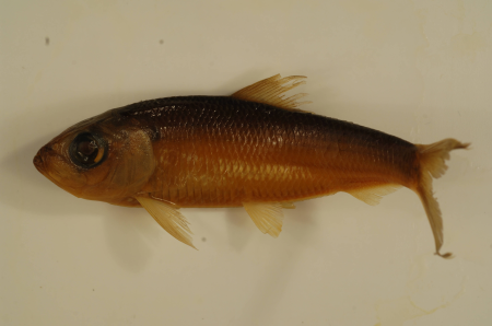 Alosa pseudoharengus-1