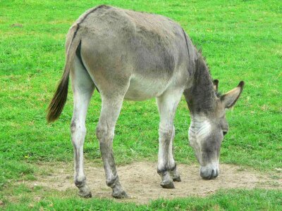 Ass grey gray