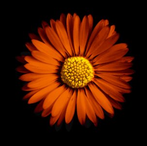 Wild flower daisies petal