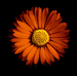 Wild flower daisies petal photo