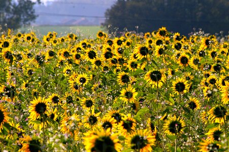 field of blooming sunflowers photo