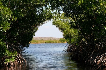 Everglades mangroves bogs