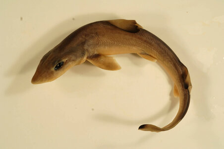 Mustelus canis