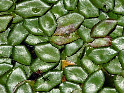 Water green leaf