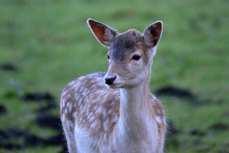 Forest wild animal photo