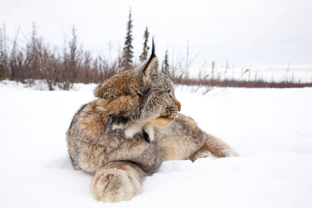 Female lynx looks around