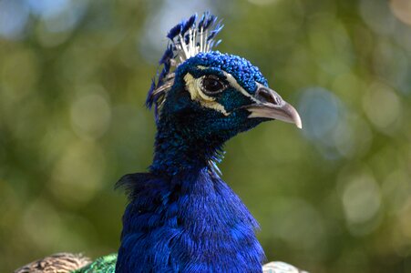 Colorful feathers blue