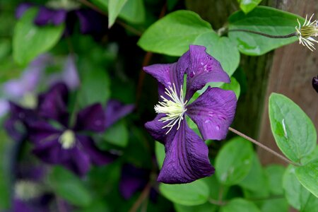 Purple violet summer photo