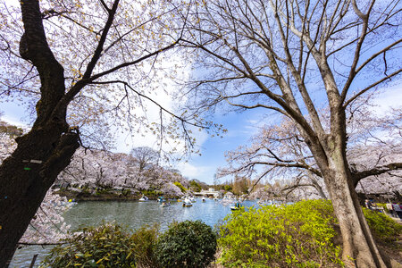5 Inogashira Park