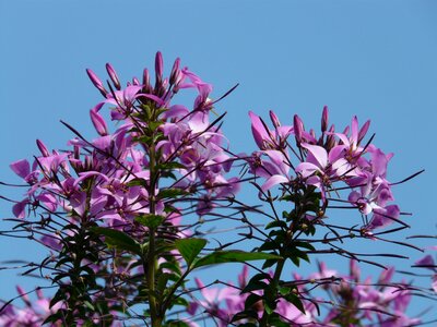 Blossom bloom pink