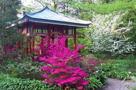 Flowers rhododendron cherry blossom