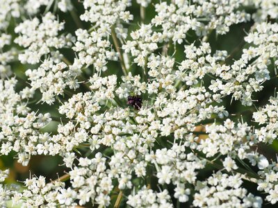 Beautiful Flowers biology bloom